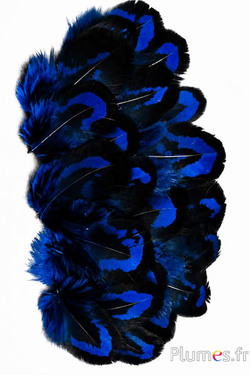 Fagiano di Reeves - 2-4 cm - blu notte